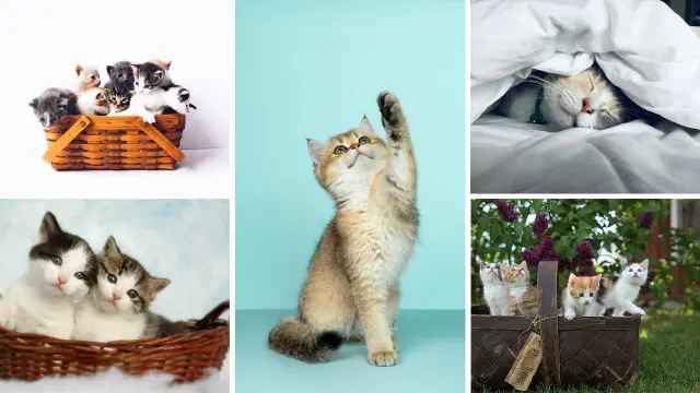 かわいい猫たち